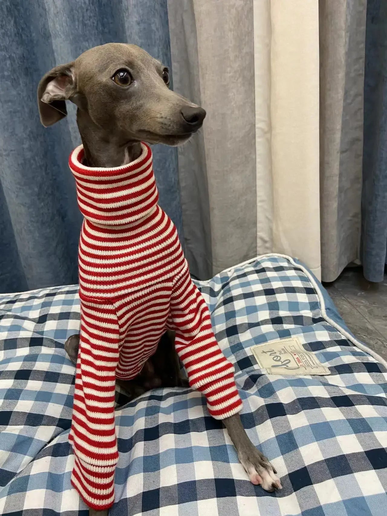 Sweater Listrado Vermelho para Galgo Italiano & Whippet – Estilo e Conforto no Inverno