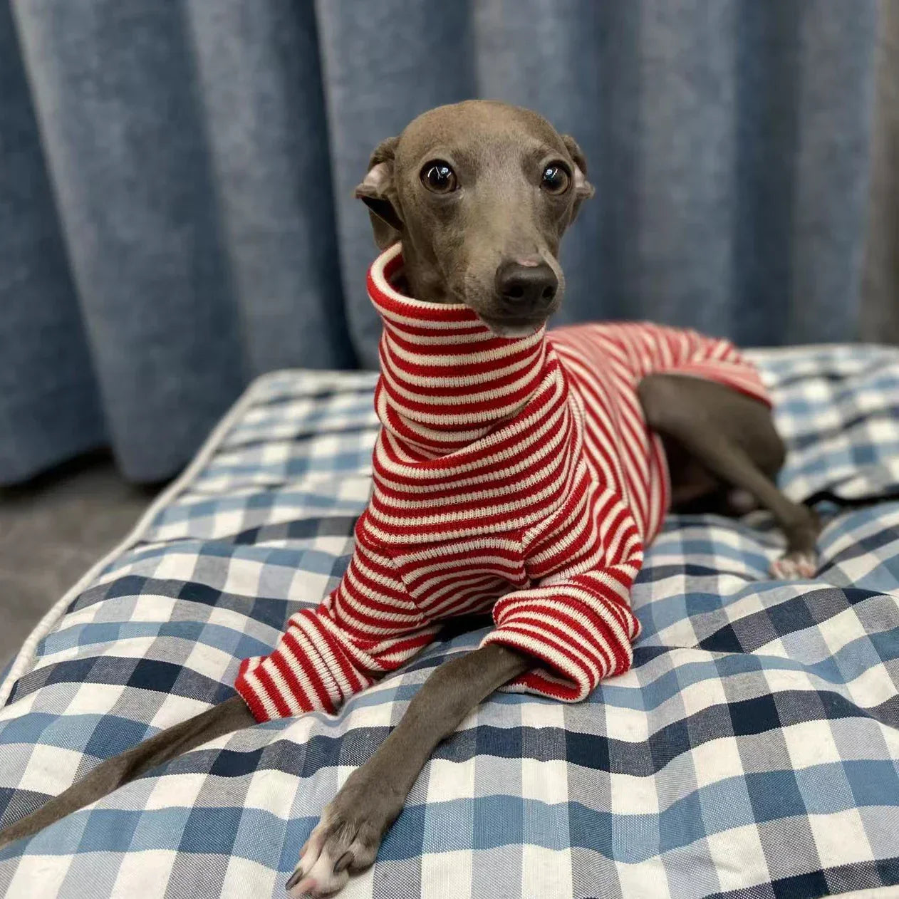 Sweater Listrado Vermelho para Galgo Italiano & Whippet – Estilo e Conforto no Inverno